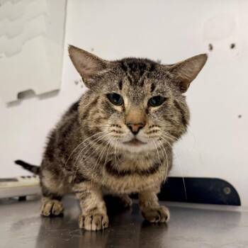 Theodore -  Domestic Short Hair Cat for Adoption in New York, New York - Theodore | PetCurious