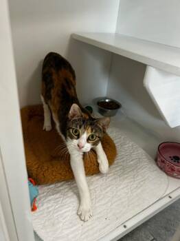 Pipette -  Domestic Short Hair Cat Available for Adoption in INDN HBR BCH, Florida - Pipette | PetCurious