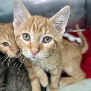 Serena -  Domestic Short Hair Cat for Adoption in Matteson, Illinois - Serena | PetCurious