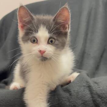 Domestic Short Hair Cats Available for Adoption in Middlebury, Vermont - Dash | PetCurious