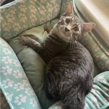 Rescue Domestic Short Hair Cats for Adoption in Warr Acres, Oklahoma - Graby | PetCurious