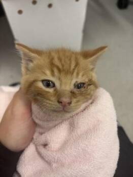 Domestic Short Hair Cats Available for Adoption in West Chester, Pennsylvania - Pumpkin | PetCurious
