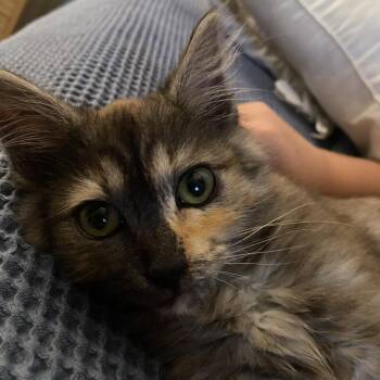 Kiki -  Domestic Long Hair Cat for Adoption in Tustin, California - Kiki | PetCurious