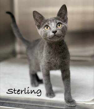 Sterling -  Domestic Short Hair Cat for Adoption in Pawleys Island, South Carolina - Sterling | PetCurious
