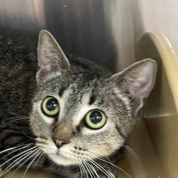 Rescue Manx and Extra Toes Cat Hemingway Polydactyl Cats for Adoption in Palmetto, Florida - Mable Manx | PetCurious