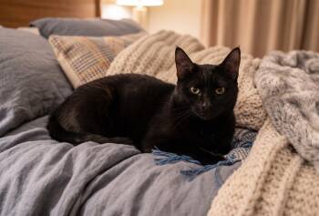 Melody -  Domestic Short Hair Cat for Adoption in Honeoye, New York - Melody | PetCurious