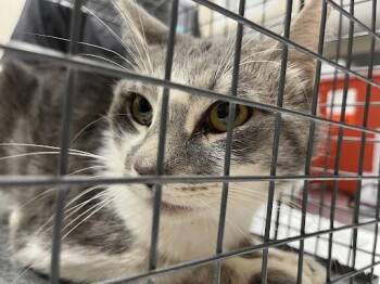 Domestic Medium Hair Cats Available for Adoption in Las Vegas, Nevada - STEVE | PetCurious