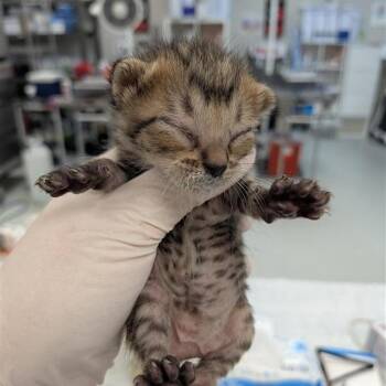 Domestic Short Hair Cats Available for Adoption in Houston, Texas - Moss | PetCurious