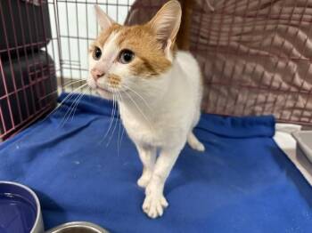Domestic Short Hair Cats Available for Adoption in Mckinleyville, California - WINSTON | PetCurious