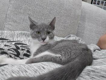 Hermione -  Domestic Short Hair Cat for Adoption in Oxford, Pennsylvania - Hermione | PetCurious