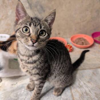 Zena -  Domestic Short Hair Cat for Adoption in Columbiana, Alabama - Zena | PetCurious