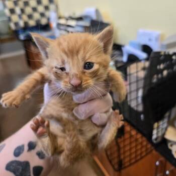 Domestic Short Hair Cats Available for Adoption in Lynchburg, Virginia - Saturn | PetCurious