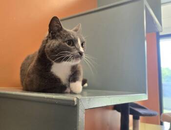 Lucinda -  Domestic Short Hair Cat Available for Adoption in Dickson, Tennessee - Lucinda | PetCurious