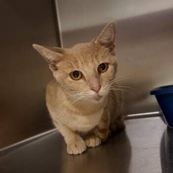 HTRS-Stray-205 -  Domestic Short Hair Cat for Adoption in Terre Haute, Indiana - HTRS-Stray-205 | PetCurious