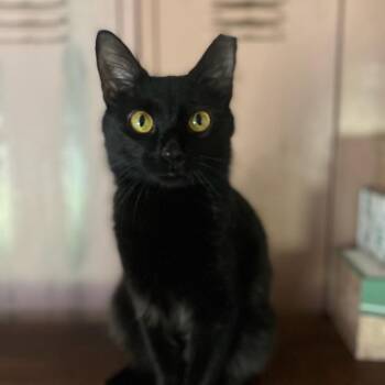 Mister -  American Shorthair Cat for Adoption in Freeport, Florida - Mister | PetCurious