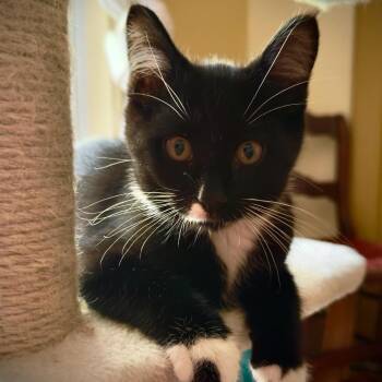 Kermit -  Domestic Medium Hair Cat for Adoption in Dekalb, Illinois - Kermit | PetCurious