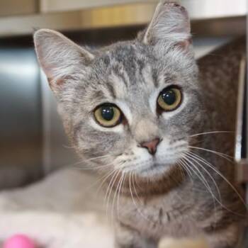 Wilt -  Domestic Short Hair Cat for Adoption in Richmond, Virginia - Wilt | PetCurious