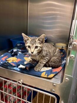 Domestic Short Hair Cats Available for Adoption in Ocala, Florida - Rutt | PetCurious