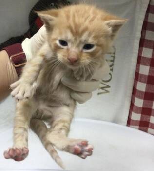 Domestic Short Hair Cats Available for Adoption - RANGER | PetCurious