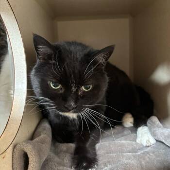 Kamiko -  Domestic Short Hair and Mixed Breed Cat for Adoption in Louisville, Kentucky - Kamiko | PetCurious