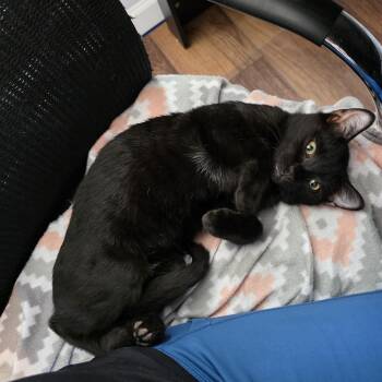 Cole -  Bombay Cat for Adoption in Wilmington, North Carolina - Cole | PetCurious