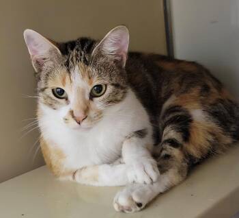 Rescue Torbie Cats for Adoption in Portage, Wisconsin - Glam | PetCurious