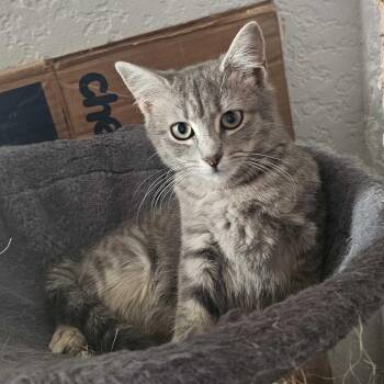 Domestic Short Hair Cats Available for Adoption - Willow | PetCurious