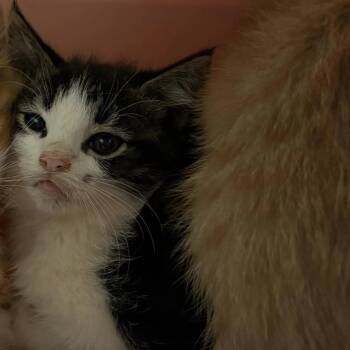 Celaena -  Domestic Short Hair Cat for Adoption in Lynchburg, Virginia - Celaena | PetCurious