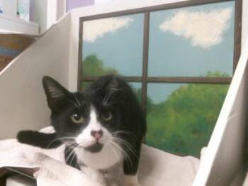 Domestic Short Hair Cats Available for Adoption - SPICE | PetCurious