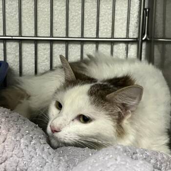 Domestic Long Hair Cats Available for Adoption in Idaho Falls, Idaho - Julia | PetCurious