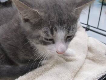 Domestic Short Hair Cats Available for Adoption in Ocala, Florida - NOAH | PetCurious