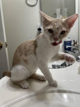 Magnus -  Domestic Short Hair Cat for Adoption in Phoenix, Arizona - Magnus | PetCurious
