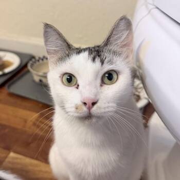 Brie -  Domestic Short Hair Cat for Adoption in Buffalo, New York - Brie | PetCurious