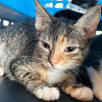 Wren -  Domestic Short Hair Cat for Adoption in Leander, Texas - Wren | PetCurious