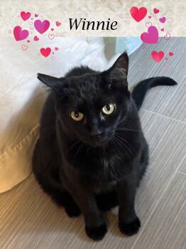 Rescue Domestic Short Hair Cats for Adoption in Monrovia, California - WINNIE, "Queen Bee" | PetCurious