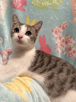 Domestic Short Hair and Tabby Cats Available for Adoption in Greensboro, North Carolina - Storm | PetCurious