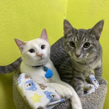 Domestic Short Hair Cats Available for Adoption in Springfield, Missouri - Saffron And Sterling | PetCurious