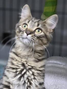 Bobbi -  Domestic Short Hair Cat for Adoption in Mishawaka, Indiana - Bobbi | PetCurious