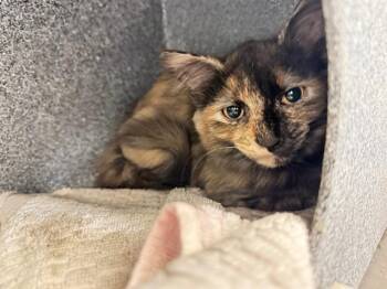 Domestic Short Hair Cats Available for Adoption in Colorado Springs, Colorado - DIANI | PetCurious