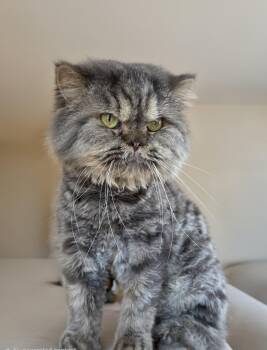 Hank -  Persian Cat for Adoption in Snow Hill, Maryland - Hank | PetCurious