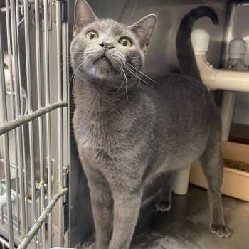 Rescue Domestic Short Hair Cats for Adoption in Carencro, Louisiana - Lizard Leg | PetCurious