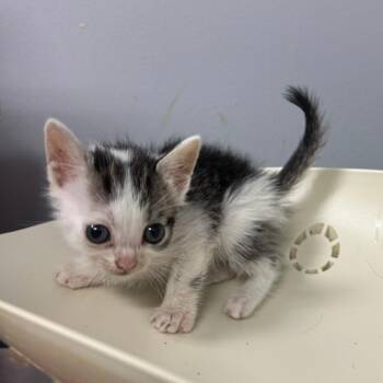 Ajani -  Domestic Short Hair Cat for Adoption in Columbus, Georgia - Ajani | PetCurious