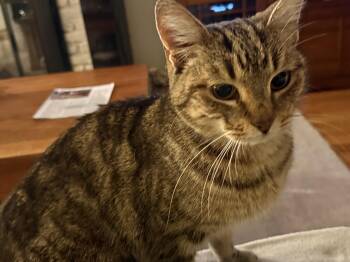 Domestic Short Hair Cats Available for Adoption - Willa | PetCurious