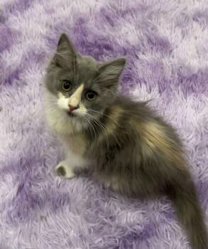 Domestic Long Hair Cats Available for Adoption - Poof | PetCurious