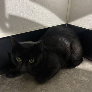 River -  Domestic Short Hair Cat for Adoption in Tampa, Florida - River | PetCurious