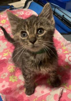 Rescue Domestic Medium Hair Cats for Adoption in Washington Township, New Jersey - Bubbles | PetCurious