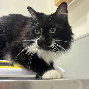 Freya 2 -  Domestic Long Hair Cat for Adoption in Tampa, Florida - Freya 2 | PetCurious