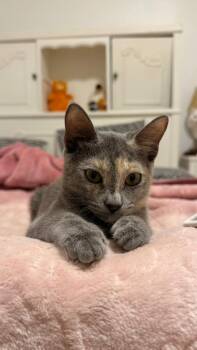 Rescue Dilute Tortoiseshell Cats for Adoption in Brampton, Ontario - Bosy | PetCurious