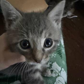 Domestic Short Hair Cats Available for Adoption in Wheeling, Illinois - Prim | PetCurious