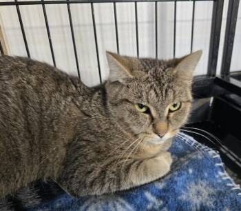 CHERI -  Domestic Short Hair Cat for Adoption in Southbury, Connecticut - CHERI | PetCurious